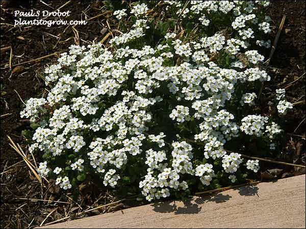 Arabis Snow Cap has larger white flowers than the species. (April 25)